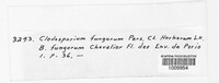 Cladosporium fungorum image